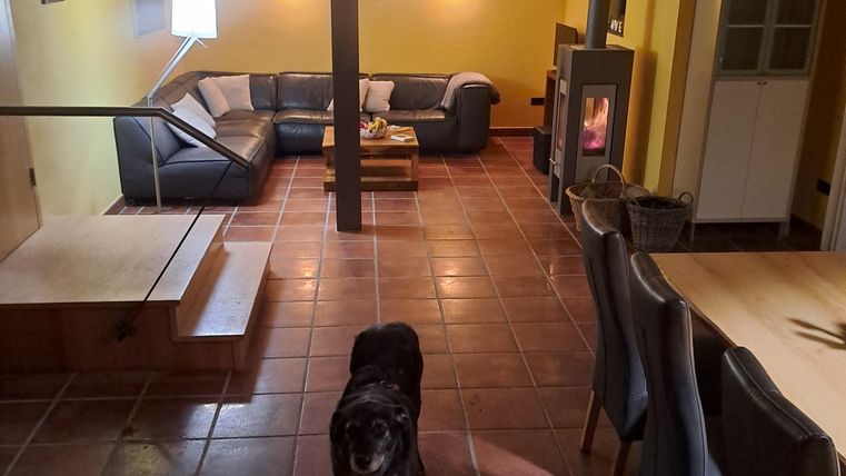 Ein gemütlicher Wohnraum mit gelben Wänden, einer Couch und einem Esstisch. Ein Hund steht im Vordergrund und schaut in die Kamera.
