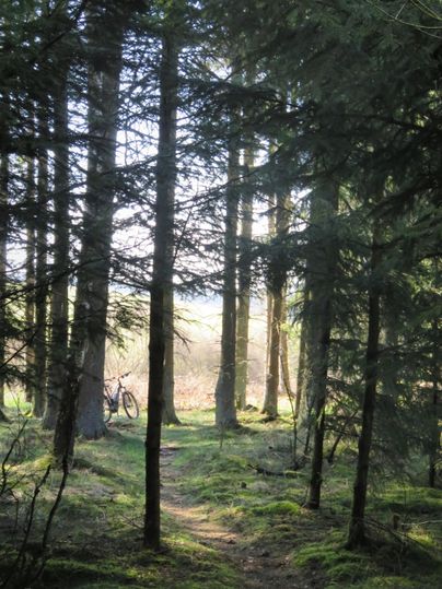 Ein ruhiger Waldweg zwischen hohen Bäumen. Das Licht strömt sanft durch die Äste und schafft eine friedliche Atmosphäre.