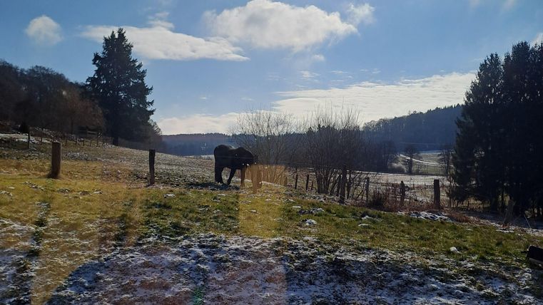 Eine schöne Landschaft mit einem Pferd auf einer Wiese. Die Sonne scheint und es gibt einige Wolken am Himmel.
