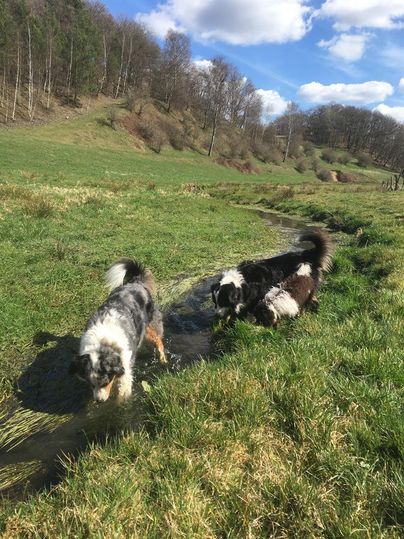 Drei Hunde spielen in einem kleinen Bach auf einer grünen Wiese. Der Himmel ist blau mit einigen weißen Wolken.