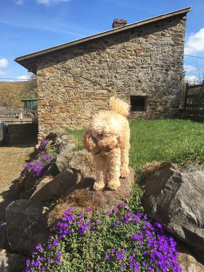 Ein Hund steht auf einem Stein und schnüffelt an bunten Blumen. Im Hintergrund sieht man ein altes Steinhaus und einen blauen Himmel.