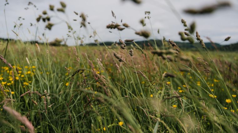 Ein Feld mit hohem Gras und bunten Wildblumen. Der Himmel ist bewölkt und die Landschaft wirkt ruhig.
