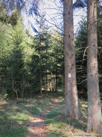 Ein schmaler Pfad führt durch einen Wald mit hohen, grünen Bäumen. Neben dem Weg stehen zwei große, graue Kiefernbäume.