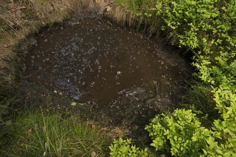 Ein kleiner Teich mit trübem Wasser, umgeben von grünem Gestrüpp. Es gibt blubbernde Stellen auf der Wasseroberfläche.