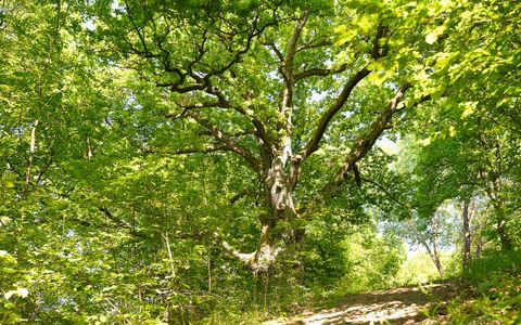 Ein großer Baum steht in einem dichten grünen Wald. Der Boden ist mit einem kleinen Weg bedeckt.