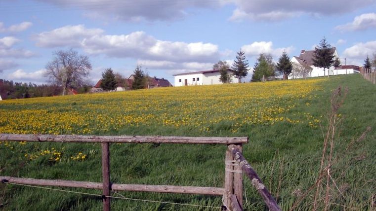Ein blühendes Feld mit vielen gelben Blumen und saftigem Grün. Im Hintergrund sind einige Häuser und ein blauer Himmel mit Wolken zu sehen.