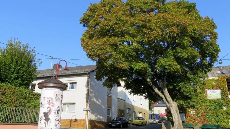 Eine ruhige Straßenecke mit einem großen Baum und einem historischen Laternenmast. Im Hintergrund sind ein paar Häuser und ein Park zu sehen.