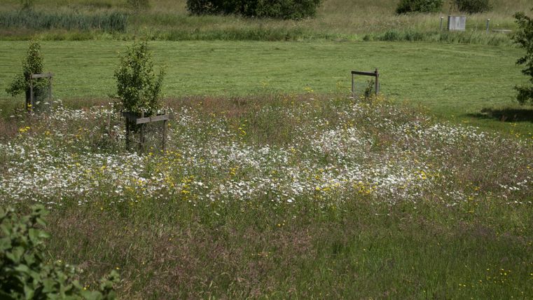 Eine Wiese mit bunten Wildblumen und mehreren jungen Bäumen. Im Hintergrund sind grüne Felder und Sträucher zu sehen.
