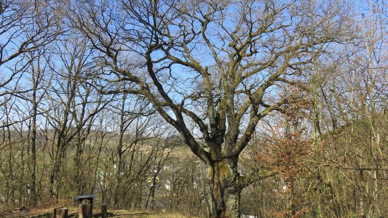 Ein großer, kahler Baum steht in einem Wald mit weiteren, herbstlich gefärbten Bäumen. Der Himmel ist klar und blau.