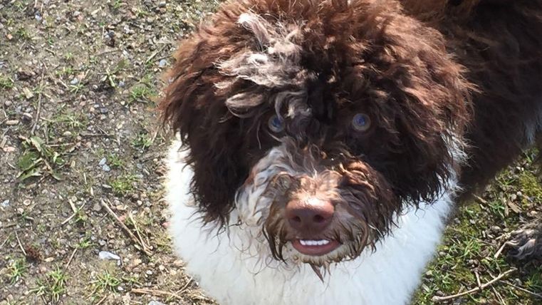 Ein niedlicher Hund mit lockigem, braunem Fell steht auf dem Gras. Er hat große, freundliche Augen und einen lebhaften Ausdruck.