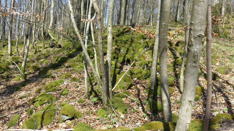 Ein grüner Wald mit Bäumen und moosbedecktem Boden. Die Sonne scheint und es ist eine ruhige, natürliche Umgebung.