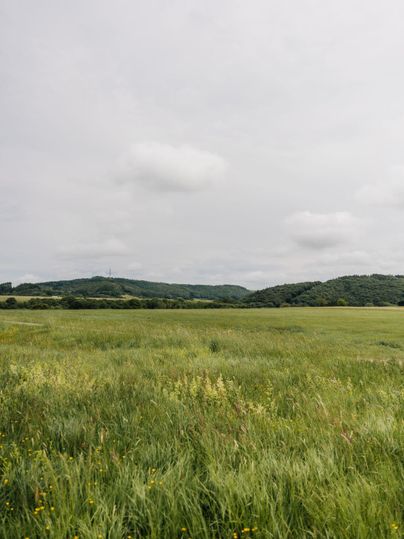 Eine weitläufige Wiese mit hohen Gräsern und vereinzelten Blumen. Im Hintergrund sind sanfte Hügel unter einem bewölkten Himmel zu sehen.