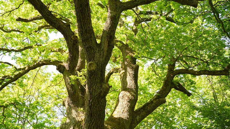Ein großer Baum mit vielen grünen Blättern. Die Äste breiten sich weit aus und zeigen die frische Natur.