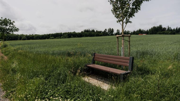 Eine ruhige Wiese mit hohem Gras und einem einzelnen Baum. Eine Bank steht friedlich am Wegesrand.