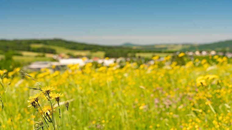 Ein blühendes Feld mit gelben Blumen unter einem klaren blauen Himmel. Im Hintergrund sind sanfte Hügel und ein paar Gebäude zu sehen.